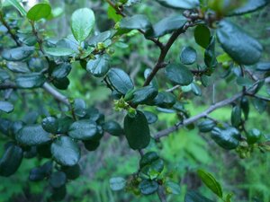 Rhamnus crocea Fruit